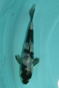 20111120 198-200.jpg